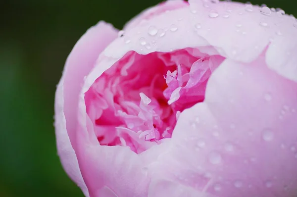 Cerrar gota de agua en el pétalo de la flor de la peonía. flores frescas de peonías rosadas brillantes con gotas de rocío en los pétalos. Enfoque suave —  Fotos de Stock
