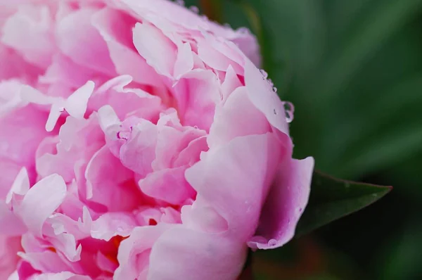 Feche a gota de água na pétala da flor de peônia. flores de peônias rosa brilhantes frescas florescendo com gotas de orvalho em pétalas. Foco suave — Fotografia de Stock