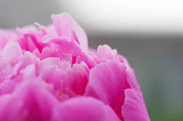 Feche a gota de água na pétala da flor de peônia. flores de peônias rosa brilhantes frescas florescendo com gotas de orvalho em pétalas. Foco suave — Fotografia de Stock