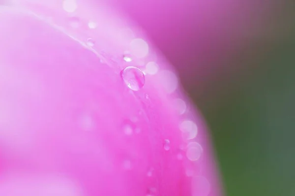 关闭牡丹花花瓣上的水滴。新鲜明亮的盛开的粉红色牡丹花与露珠滴在花瓣上。软对焦 — 图库照片