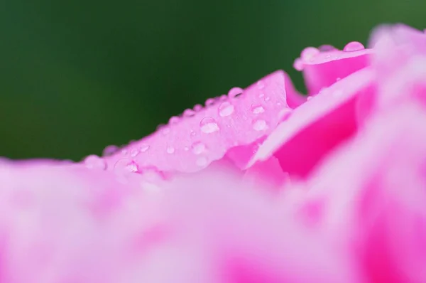 Chiuda la goccia dell'acqua su petalo del fiore di peonia. fresco brillante fioritura rosa peonie fiori con gocce di rugiada su petali. Concentrazione morbida — Foto Stock