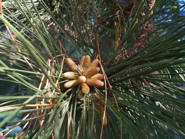 Young cones on the branch of a coniferous tree — Stock Photo, Image