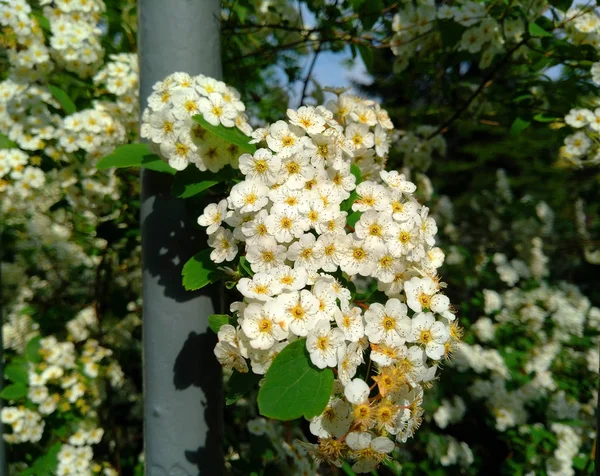 Beautiful white flowers on the branches of trees — Stock Photo, Image