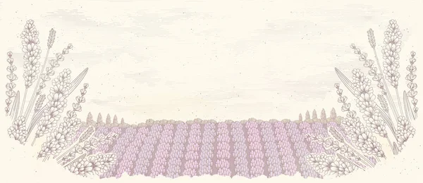 Eingravierte Lavendelgarten Hintergrund Mit Kopierraum — Stockvektor