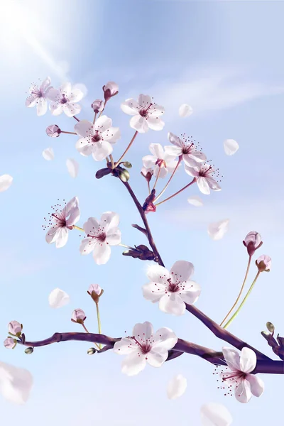 設計用 図で空に向かって広がる息をのむ桜 — ストックベクタ