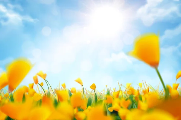 Bokeh sárga virágok háttér — Stock Vector