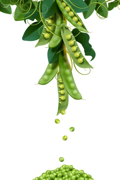 Young peas and pods — Stock Vector