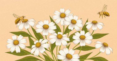 El çizimi papatya ya da papatya öğeleri ile, organik ürün paketi ve aroma terapisi kullanımı için klasik oyma çiçek arka planı