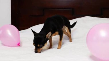 Safkan Chihuahua doğum gününü kutlar ve lezzetli yemekler yer..