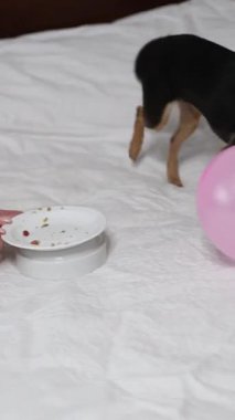 Safkan Chihuahua doğum gününü kutlar ve lezzetli yemekler yer..