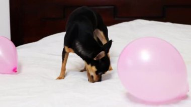 Safkan Chihuahua doğum gününü kutlar ve lezzetli yemekler yer..