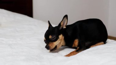 Safkan Chihuahua doğum gününü kutlar ve lezzetli yemekler yer..