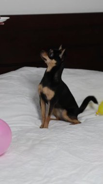 Safkan Chihuahua doğum gününü kutlar ve lezzetli yemekler yer..