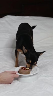 Safkan Chihuahua doğum gününü kutlar ve lezzetli yemekler yer..