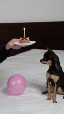 Safkan Chihuahua doğum gününü kutlar ve lezzetli yemekler yer..