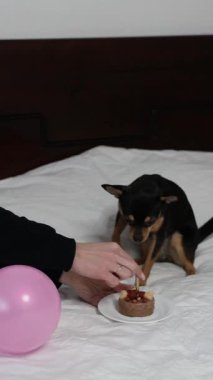 Safkan Chihuahua doğum gününü kutlar ve lezzetli yemekler yer..