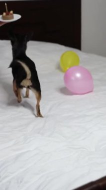 Safkan Chihuahua doğum gününü kutlar ve lezzetli yemekler yer..