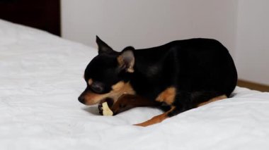 Safkan Chihuahua doğum gününü kutlar ve lezzetli yemekler yer..