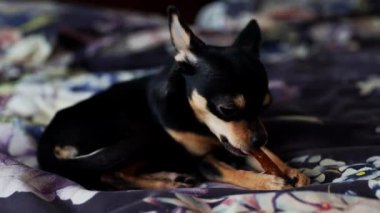 Safkan Chihuahua doğum gününü kutlar ve lezzetli yemekler yer..