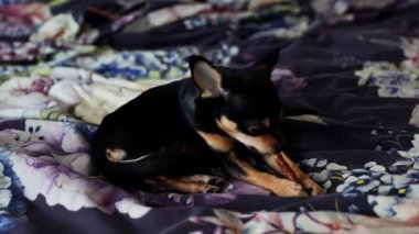 Safkan Chihuahua doğum gününü kutlar ve lezzetli yemekler yer..