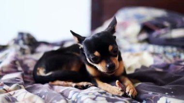 Safkan Chihuahua doğum gününü kutlar ve lezzetli yemekler yer..