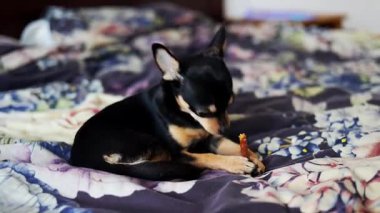 Safkan Chihuahua doğum gününü kutlar ve lezzetli yemekler yer..