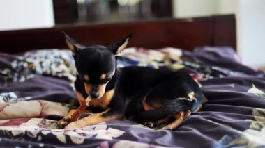 Safkan Chihuahua doğum gününü kutlar ve lezzetli yemekler yer..