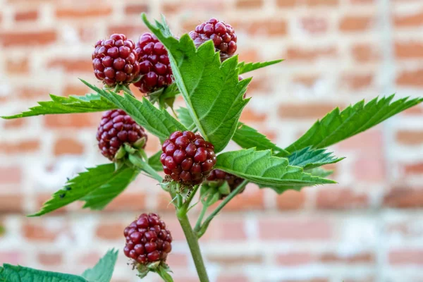 BlackBerry. Rostov, Ağustos, 2018.
