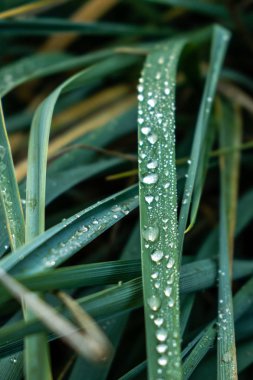 Şehir parkları sonbaharda. Sonbahar renkleri. Bir çim üzerinde çiy.