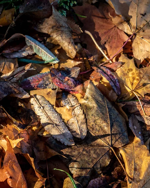 Stadsparken Herfst Kleuren Van Herfst Het Loof Gedaald — Stockfoto