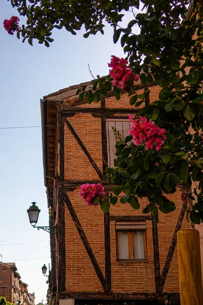 Alcala De Henares, İspanya: Ana şehir caddesinde Blossoming Phylica (Lagerstroemia indica).