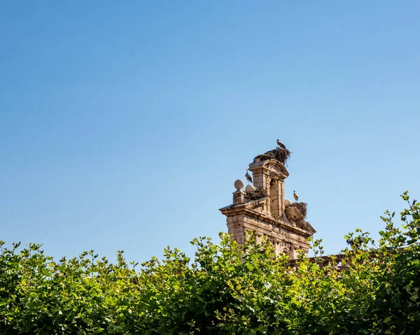 Alcala Henares Spagna Nidi Cicogne Sul Campanile Della Chiesa Cattolica — Foto Stock