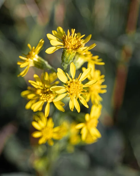 Champ Automne Fleur Gros Plan Nature Plaine Moyen Russie Soirée — Photo