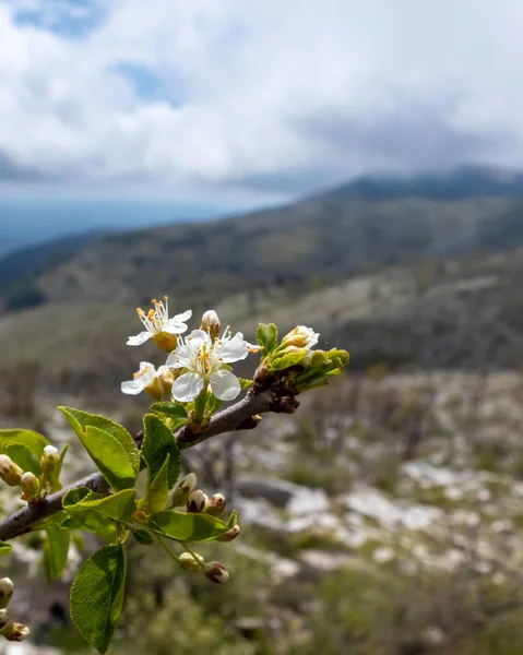 Doğa türleri. Parc Naturel Rgional (Pnr) des Pralpes dazur.