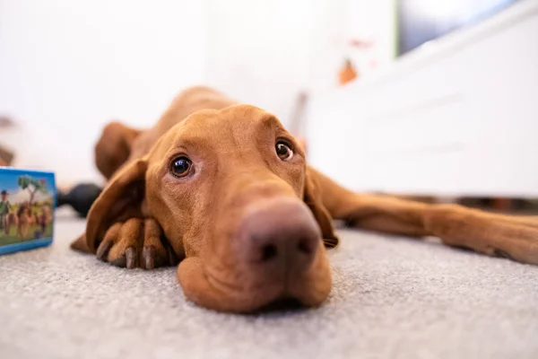 Roliga chef av ungerska hundvalp (sittande) hund i vardagsrum — Stockfoto