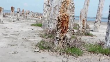 Kuyalnitsky haliç. Çamur banyosu. Ölü Deniz