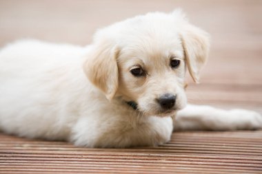 Çok genç beyaz golden retriever köpek yavrusu vücut parçası.