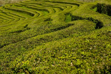 Yeşil bitkilerin satırlarının çizgili desen ilginç çay plantasyon.