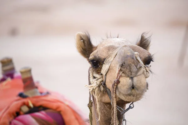 Pysk Wielbłąda Sharm Sheikh Egipt Bliska Zwierzę Pustyni — Zdjęcie stockowe