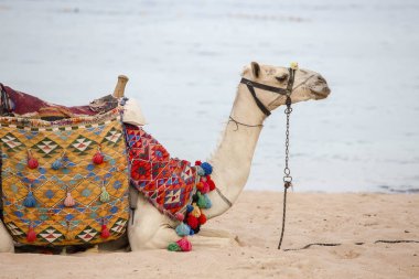 Namlu deve Kızıldeniz Sharm el Sheikh, sahilde yakınındaki kapatın. Mısır'daki hayvan.