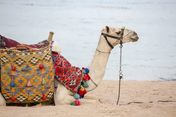 Muso Cammello Vicino Mare Rosso Sulla Spiaggia Sharm Sheikh Vicino — Foto Stock