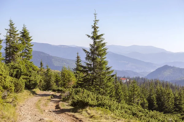 Grüne Tannen Und Ein Feldweg Vor Dem Hintergrund Der Karpaten — Stockfoto