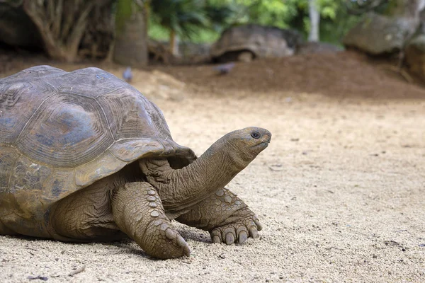 Гігантські Черепахи Гігантська Dipsochelys Тропічний Острів Маврикій Крупним Планом — стокове фото