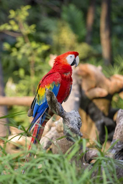 Red Macaw Parrot Bangkok Thailand Close — Stock Photo, Image