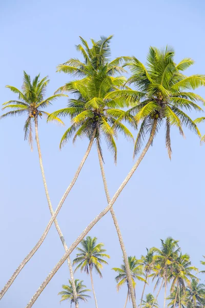 Cocos Palmbomen Het Tropische Strand Een Bizarre Vorm Tegen Blauwe — Stockfoto