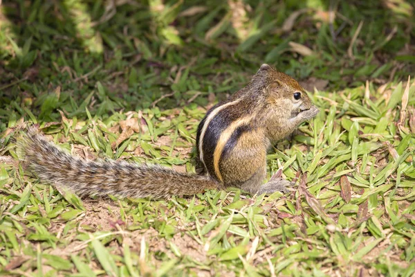 変数リスまたはフィンレイソンリス見 Finlaysonii バンコクの公園で緑の草の上 ミャンマー カンボジア フィリピン インド マレーシアに宿る クローズ アップ — ストック写真