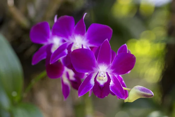 Różowe Kwiaty Orchidei Tropikalnym Ogrodzie Bliska — Zdjęcie stockowe