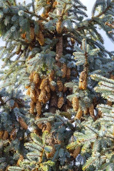 Árvore Abeto Azul Close Árvore Natal Pinheiro Abeto Com Cones — Fotografia de Stock