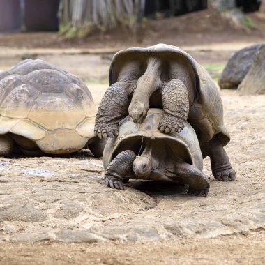 İki dev kaplumbağalar, dipsochelys kızgözü aşk Adası Mauritius yapmak. Birleşme olduğundan bu hayvanlar için zor bir çaba son derece garip montaj kabukları olun. Yakın çekim