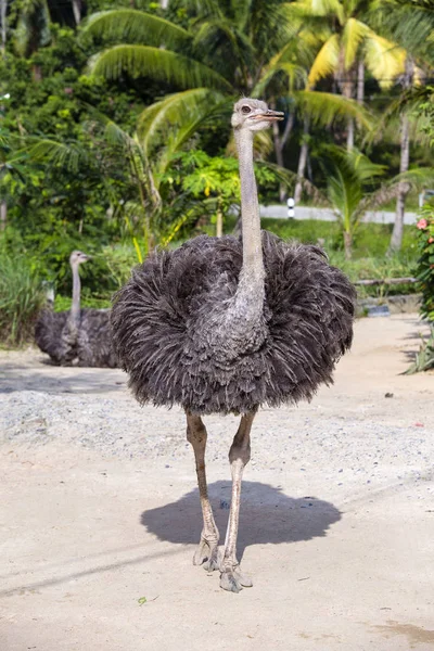Beautiful Big African Ostrich Zoo Close — Stock Photo, Image